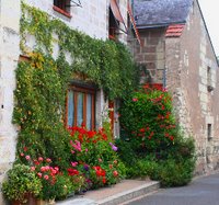 フランスの生垣