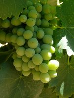 葡萄