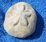 スカシカシパン