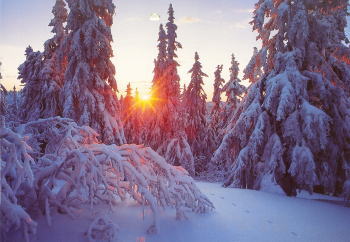 フィンランドの自然