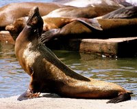 となりのアシカ