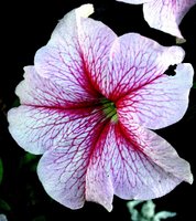 ブーゲンビリア